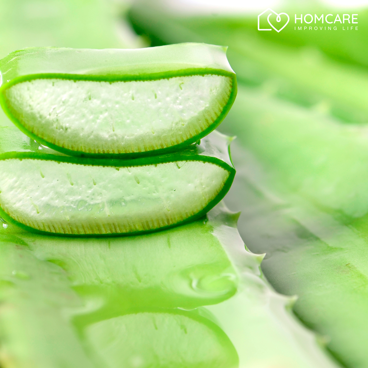 Aloe toimii kuin ihon reset-nappi – lempeästi mutta tehokkaasti